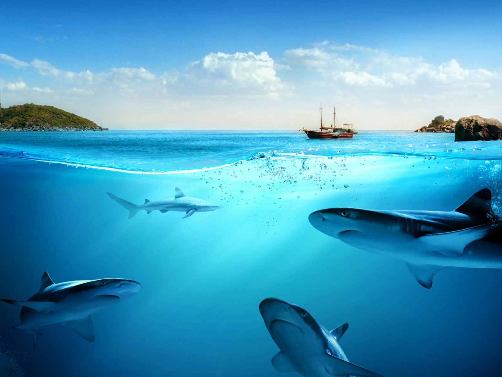 Underwater Wallpapers Ocean Free Images HD Wallpapers Backgrounds Images
